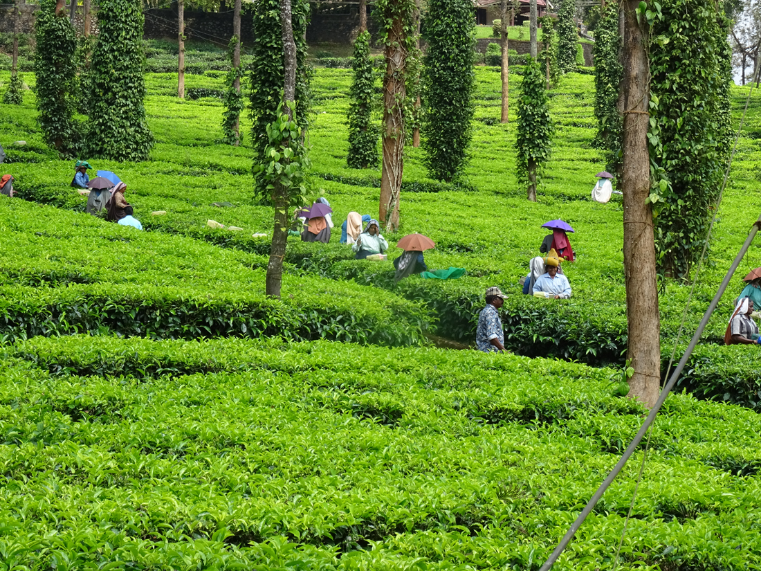Teepflückerinnen in einer Teeplantage in Kumily, Kerala